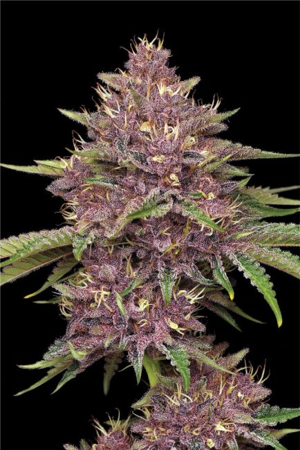 Purpz Humboldt Seed Company Cannabis Samen fruchtige Premium Genetik