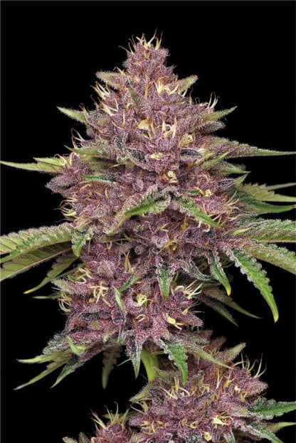 Purpz Humboldt Seed Company Cannabis Samen fruchtige Premium Genetik