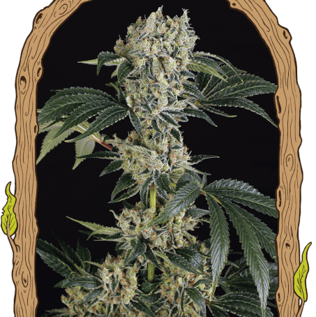 Sugar Larry Exotic Genetix Cannabis Samen süße Premium Genetik