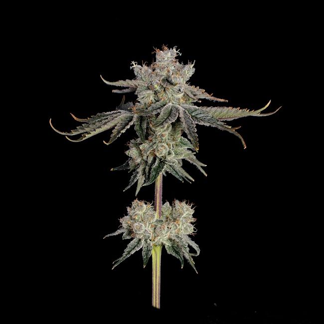 Sweet 16 Seeds feminisierte Cannabis Samen Happy Valley Genetics hoher THC Gehalt Indoor Outdoor Ertrag Premium Genetik
