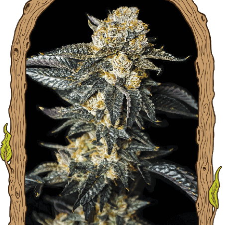 Zkittaberry Automatic Exotic Genetix autoflower Cannabis Samen fruchtige Beeren Genetik
